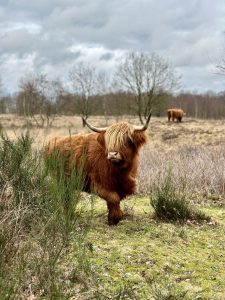 Zwarte gat-Drenthe