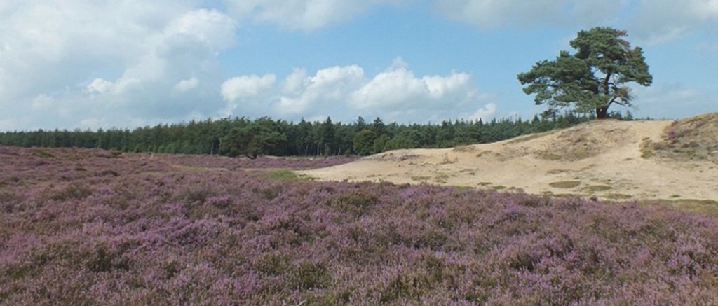 Omgeving van Drenthe