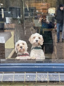 Hond vriendelijk -camping klein Zwitserland-Drenthe