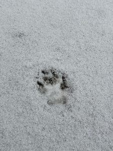 Hond vriendelijk -camping klein Zwitserland-Drenthe