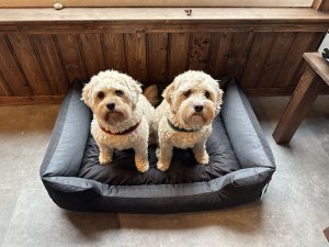 Hond vriendelijk -camping klein Zwitserland-Drenthe