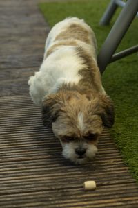 Hond vriendelijk -camping klein Zwitserland-Drenthe