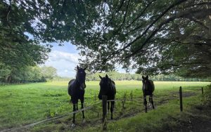 camping Klein Zwitserland