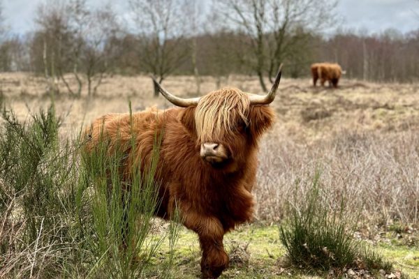 Zwarte gat-Drenthe
